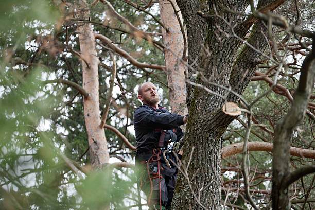 Best Tree Trimming and Pruning  in Vernon, WI